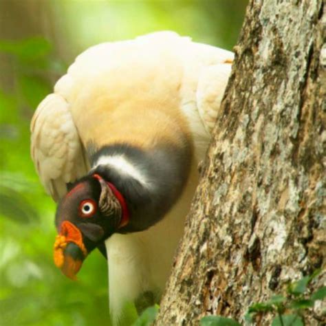 Especies De Zopilotes Que Habitan En Guatemala Aprende Guatemala