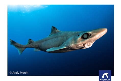 GULPER SHARK GULPER GRANULOSUS Fundación Mundo Azul