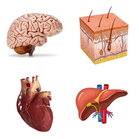 largest organ   body sebastian davies
