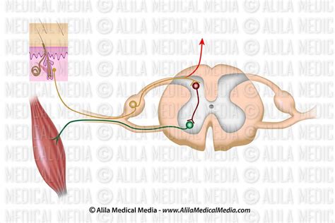 Alila Medical Media Reflex Arc Labeled Diagram Medical Illustration