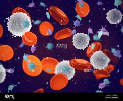 Wei E Rote Blutk Rperchen Und Blutpl Ttchen Erythrozyten Leukozyten