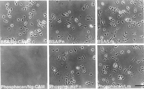 Adhesion Of C Glioma Cells To Ng Cam Fibronectin And Laminin And