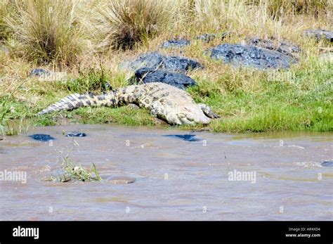 Crocodylus Niloticus Africanus East African Nile Crocodile In The