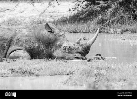 White Rhino At A Watering Hole In Southern African Savannah Stock Photo