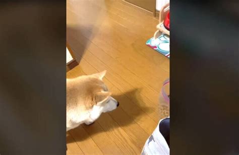 フードの移し替え作業中におこぼれを狙う柴犬が可愛くてつい飼い主の手も滑りまくった模様【動画】 2022年12月20日 エキサイトニュース