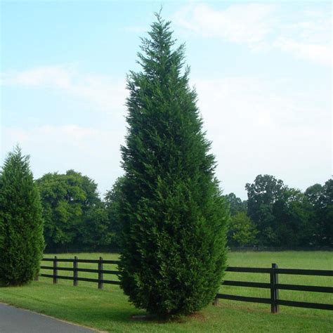 Leyland Cypress Evergreen Trees for Sale | BrighterBlooms.com