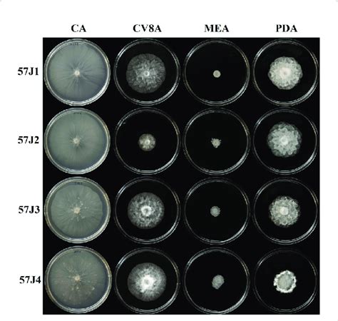 Colony Morphology Of Phytophthora Mississippiae Isolates On Various