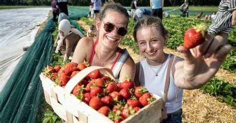 Erdbeeren selber pflücken Langenfeld Monheim Bossmann Weeger