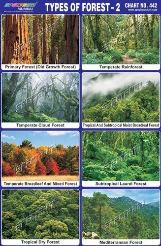 Types Of Forest With Pictures