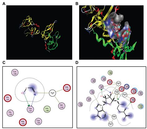 S Adenosylmethionine Administration Inhibits Levodopa Induced Vascular