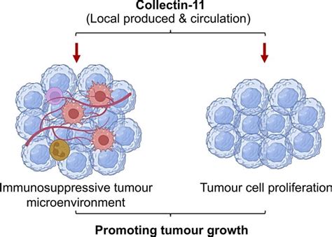 Jci Insight Collectin Promotes Cancer Cell Proliferation And Tumor