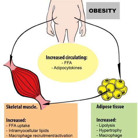 Pdf Regulators Of Glucose And Lipid Metabolism In Skeletal Muscle And