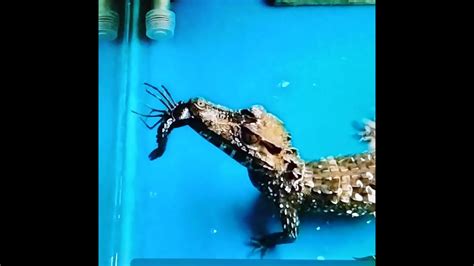 A Dwarf Caiman Snaps Up A Crunchy Crawdad Snack In This Fun Video