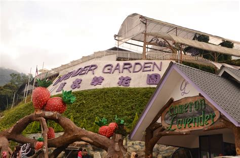 Cameron Lavender Garden , Cameron Highland