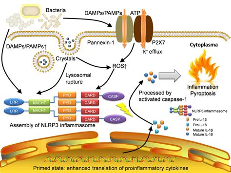 | intrinsic pathway: cancer-associated inflammation. Intrinsic pathway ...