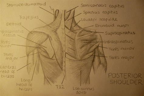 Physiotherapy Revision: Back Anatomy