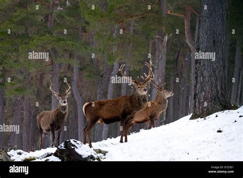 Red Stags Deer Hi Res Stock Photography And Images Alamy