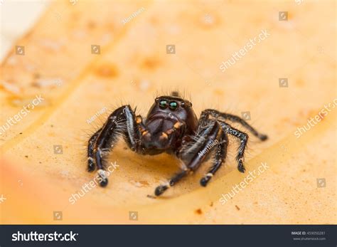 Giant Jumping Spider Male Hyllus Sp Stock Photo 459050281 Shutterstock