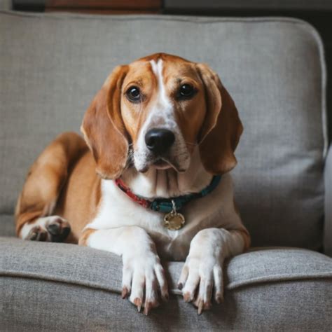 Como Ensinar Seu Cachorro A Fazer Necessidades No Lugar Certo Destino Pet