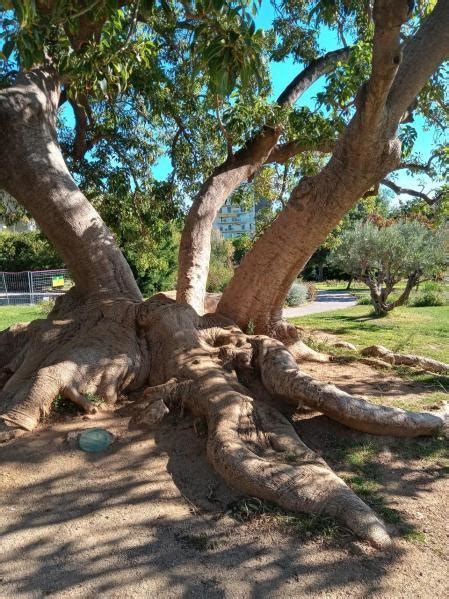 El Este Centenario Rbol Omb Del Parque Cervantes Tiene Paperblog