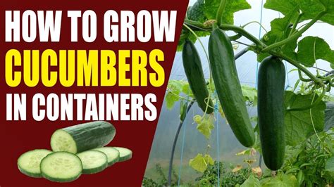 How To Grow Cucumbers In Containers Youtube