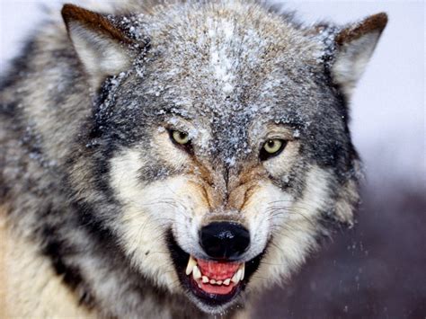 Snarling Gray Wolf Wallpaper Wolves Animals Wallpapers in jpg format ...