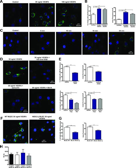 Vegf Stimulates Endosomal Superoxide Production In Endothelial Cells Download Scientific