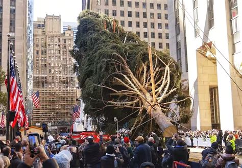 Le Traditionnel Sapin De No L Du Rockefeller Center Est Arriv