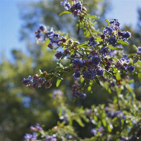 California Lilac: A Gardener's Guide to the Blue Blossom Wonder ...