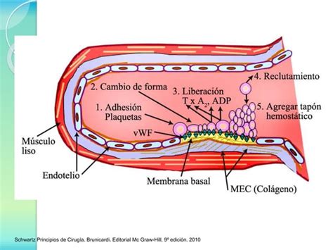 Hemostasia Hemorragia Transfusiones Ppt