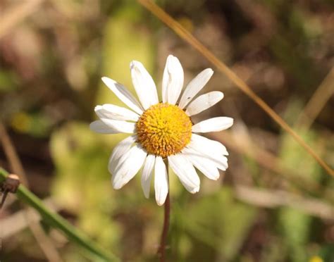 Hvid Okseøje Leucanthemum Vulgare Naturbasen