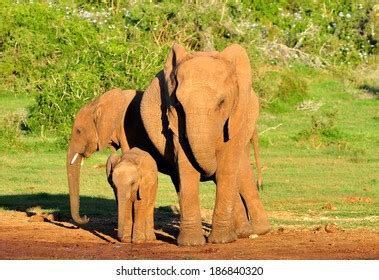 African Elephant Calf Watering Hole Stock Photo 274421117 Shutterstock