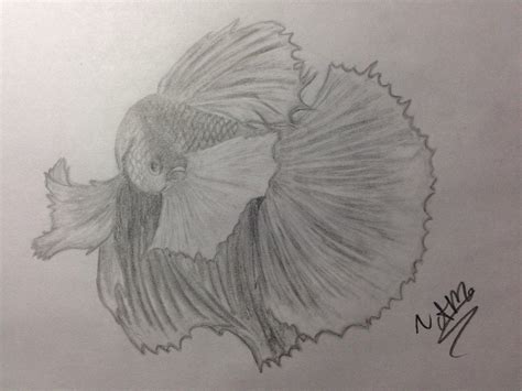 Betta Fish Drawing by AMWildDiamond6 on DeviantArt