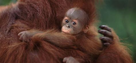 World Orangutan Day 2024 Wwf