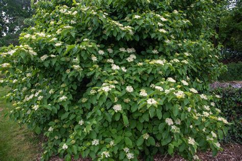 How to Grow and Care for Silky Dogwood