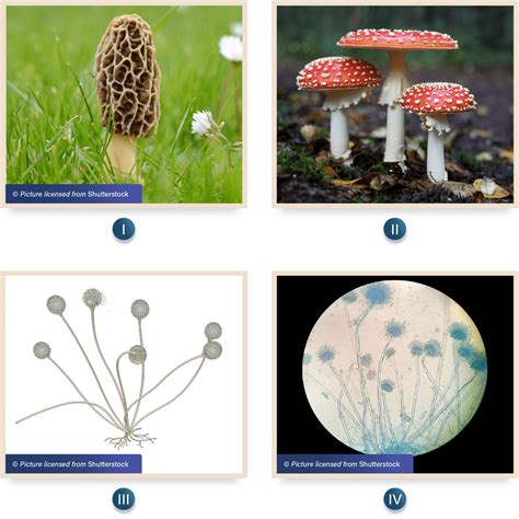 Perhatikan Gambar Spesies Fungi Di Bawah Ini