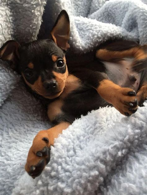 Miniature Pinscher Terrier Mix Terrier Mix Animals Pets In 2020