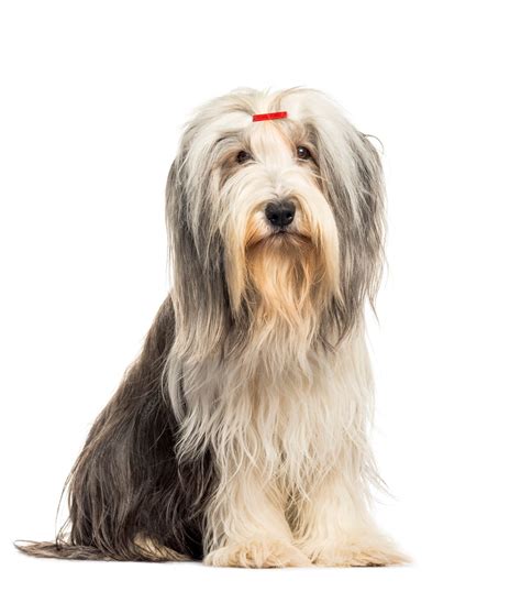 White Bearded Collie