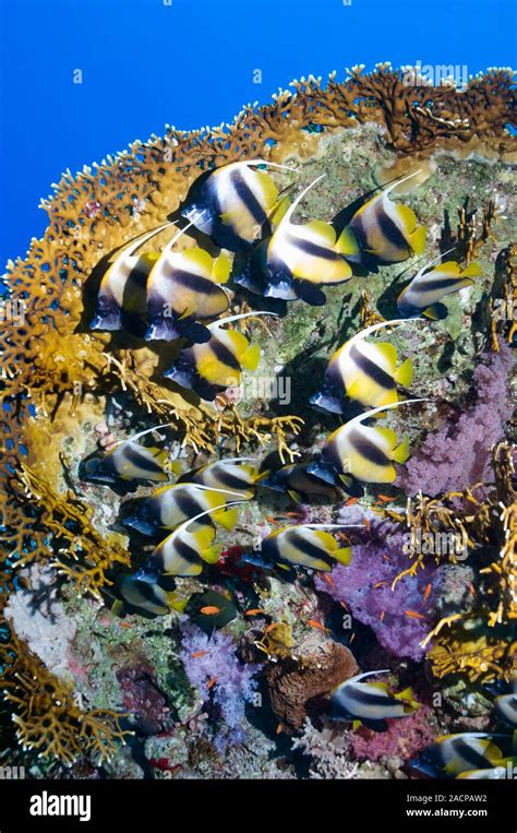 Red Sea Bannerfish Heniochus Intermedius On A Coral Reef These Fish