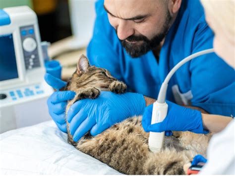 Granuloma eosinofílico en gatos causas diagnóstico y tratamiento