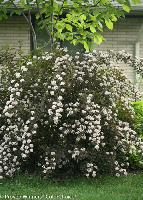 Summer Wine® Ninebark Physocarpus Opulifolius Images Proven Winners