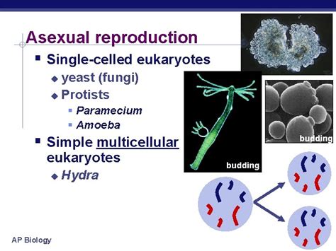 Chapter 13 Meiosis Sexual Reproduction Ap Biology Cell