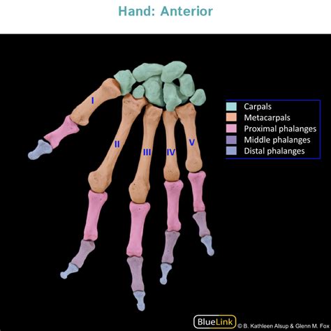 Gross Anatomy Glossary Hand Bones Photos Ditki Medical