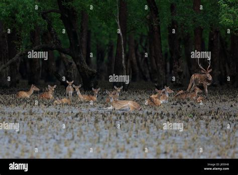 Spotted Deer In The Sundarbans Wildlife Sanctuary A Unesco World