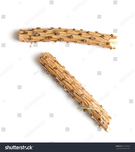 Naked Branch On White Background 스톡 사진 612670667 Shutterstock