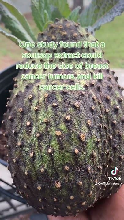 Soursop Has Many Healing Benefits Rich In Vitamin C To Killing Cancer