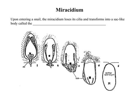 Trematode Life Cycles | PPT