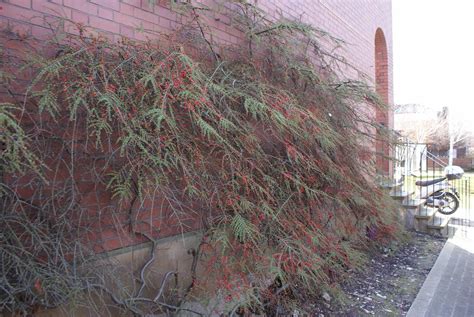 Plants Blog: Cotoneaster horizontalis