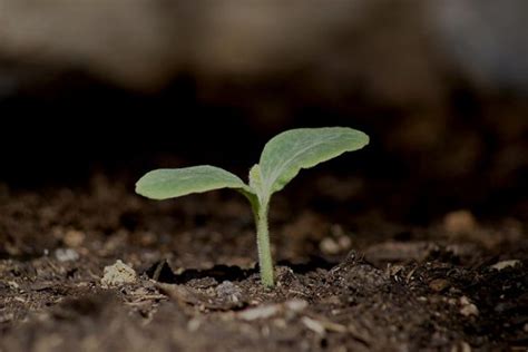 Saiba A Diferença Entre Conservação E Preservação Ambiental Pensamento Verde