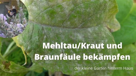 Mehltau Bek Mpfen Kraut Und Braunf Ule Bek Mpfen Und Vorbeugen Mit